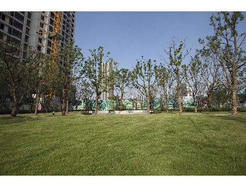 怀化宜良绿化树苗批发市场