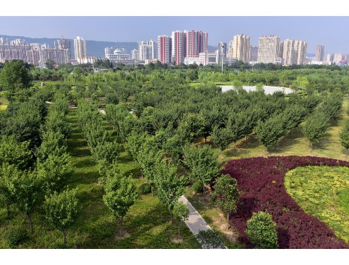博鱼官方网站：学校绿化工程请示报告