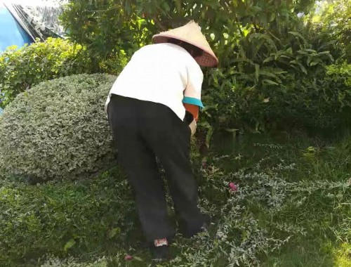 博鱼boyu：园林绿化工程最简易竣工报告范本